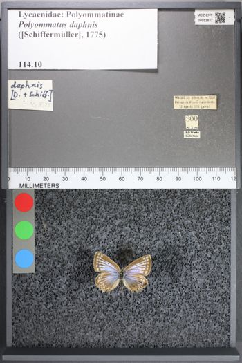 Media type: image;   Entomology 53837